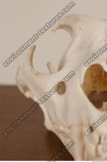 photo reference of skull 0054
